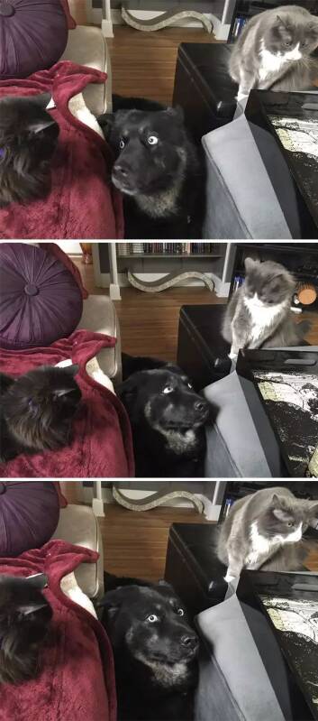 喵：汪兄你好，余生请指教....