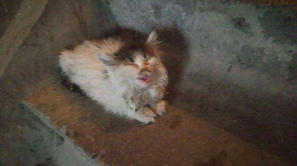 在楼道里发现一只脏奶猫，喂养三天后，模样美翻了