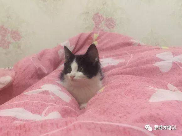 面对猫咪的相继离去，知道原因后，宠主哭诉：我想再也不会养猫了