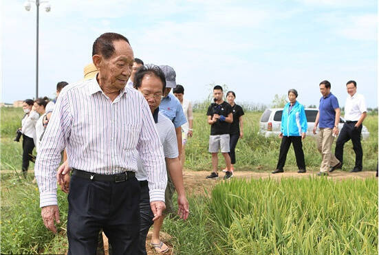 袁隆平孕育了世界第一超级稻，苜蓿草可能成为下一个风口？