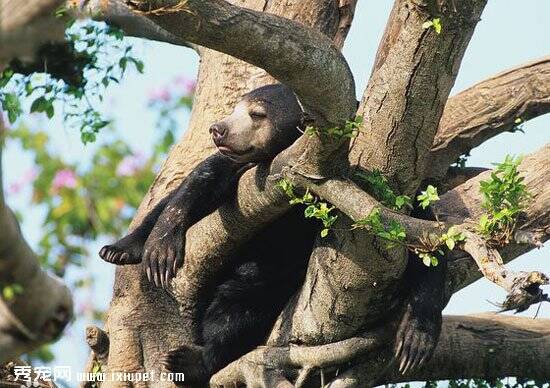 马来熊|太阳熊的生活习性和种群分布