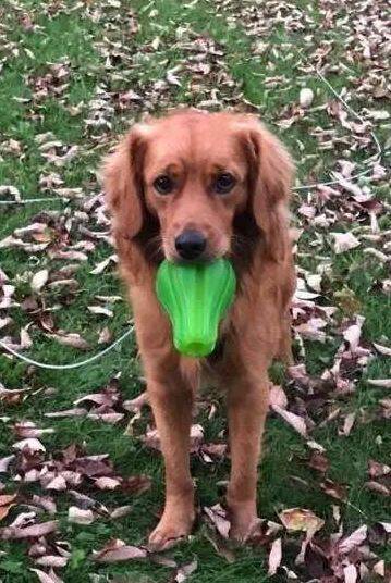 女儿和爱犬被困火场，消防员出来后，母亲看到眼前一幕崩溃