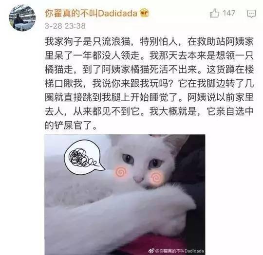 为什么说猫是这个世界最神奇的物种之一，看了你就能懂…