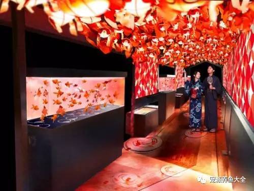 日本艺术水族馆夏季推出金鱼主题活动，美呆了！