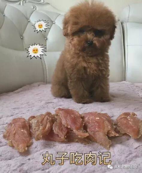 主人用肉肉来引诱泰迪，结果这泰迪急的都要站起来了！
