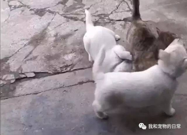 两只小奶狗见到猫妈妈就疯狂扑倒抢奶喝，喵：你们是不是认错妈了？