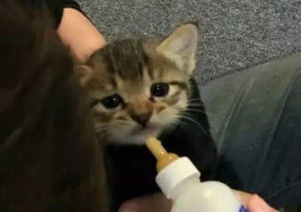 收养前和收养后........猫奴们一定深有体会 ​​​​！！