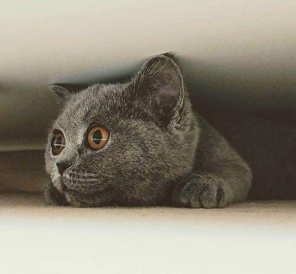 英短蓝猫确诊为传腹后奄奄一息，每天却坚持去阳台，原因让人心塞