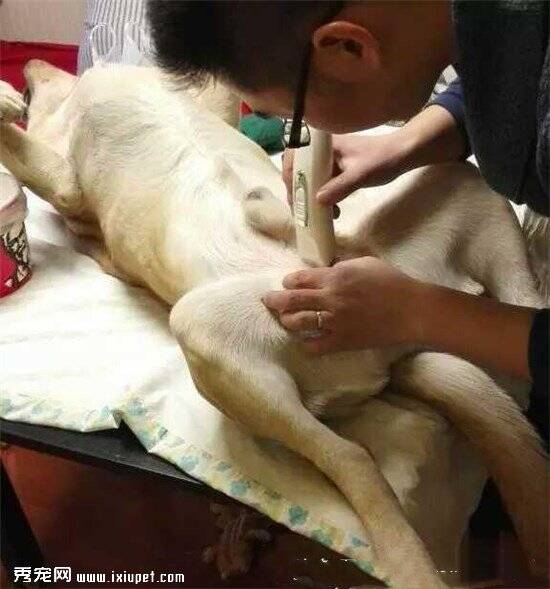 狗狗被主人骗去医院做了绝育手术，回来之后狗狗是这个样子！