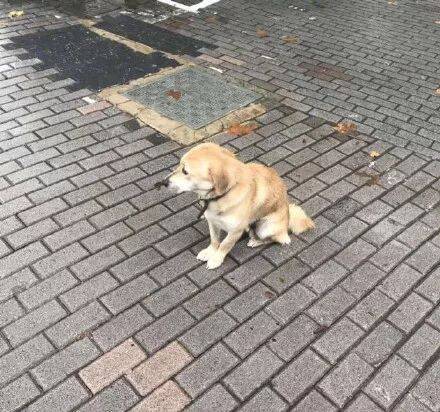 上海版“忠犬”不吃不喝路边等主人，背后的原因却让人捧腹大笑！