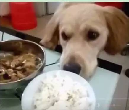 狗狗看到主人一个人吃饭心情不好，它立刻就把自己的碗拿了过来！