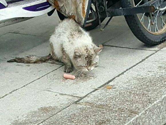 捡到只流浪猫，喂养三天去驱虫时，老板直呼我赚了