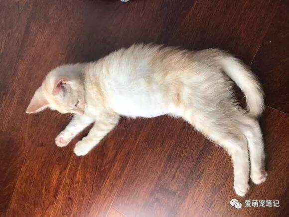 一宠主家的小橘猫被兽医诊为疑似传腹后，依然坚持吃饭，好心疼！