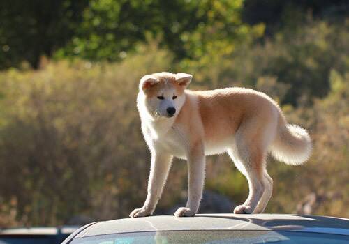 秋田犬为什么会被禁养？禁养秋田犬的原因