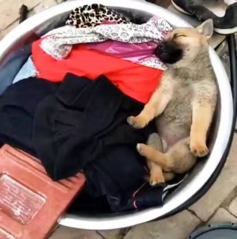狗狗正在睡觉，听到主人问谁有要洗的脏衣服？起身直接跳盆里