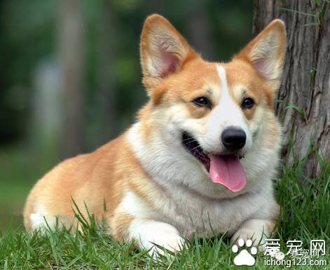 怎么判断狗怀孕了？