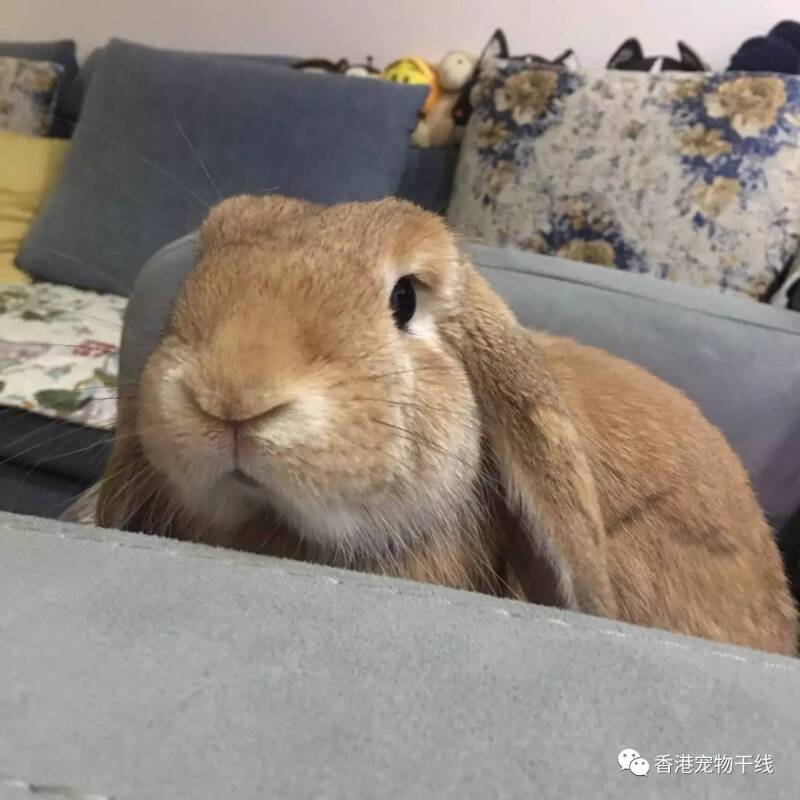 兔兔 |  一只超喜欢沙发的蹦星人