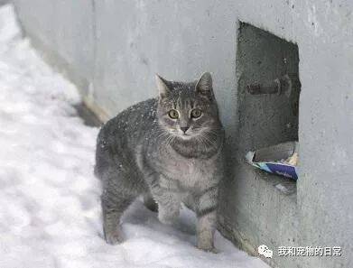大学生花4000元为流浪猫买700斤猫粮，校园里的猫咪在冬天不会饿着了！