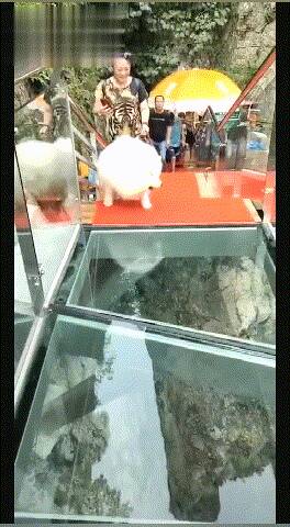 主人带萨摩走透明玻璃桥，萨摩转身就撤：我去，这么高！你是要摔死我！
