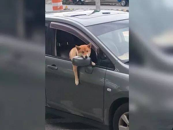 主人逛商场柴犬留下看车，结果狗打开车窗，摆臭脸笑喷路人