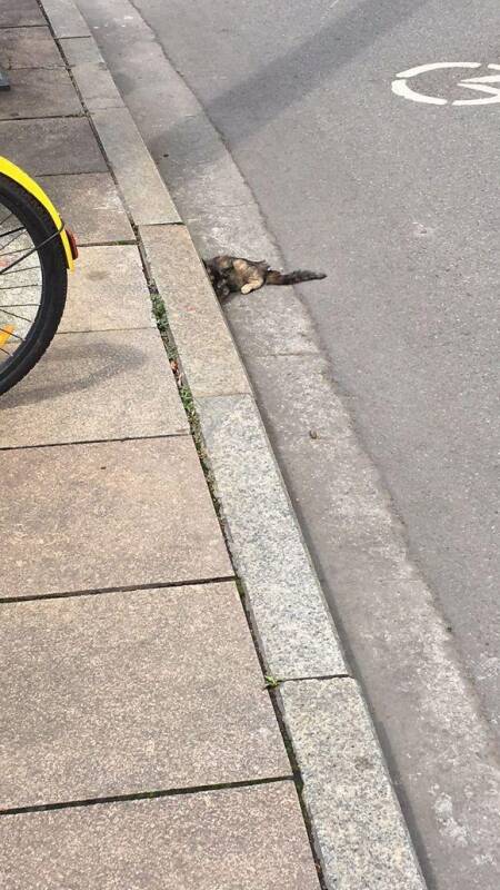 路上看到一只后腿残疾的小奶猫，送往医院时，猫咪的反应让人暖心