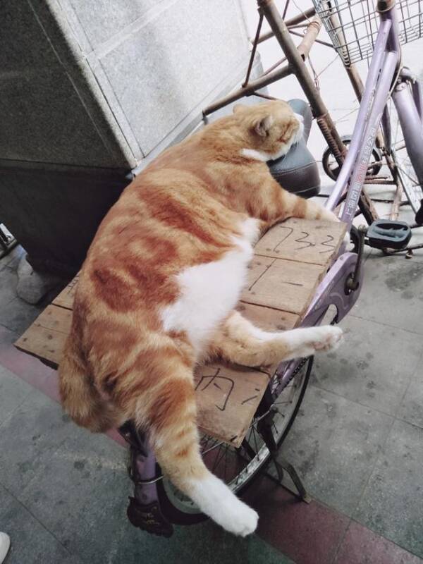 路遇一只胖橘猫晒太阳，脾气超好，路过行人随便撸