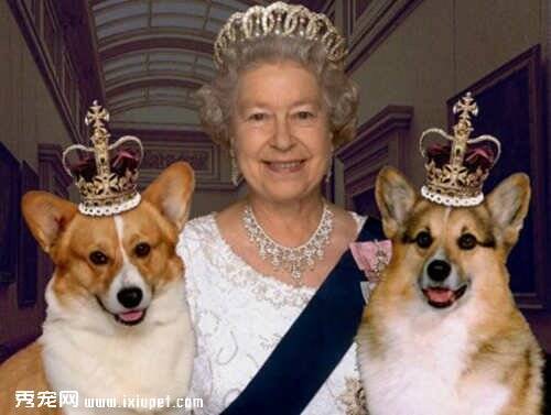 英国女王长寿秘诀之一养宠物