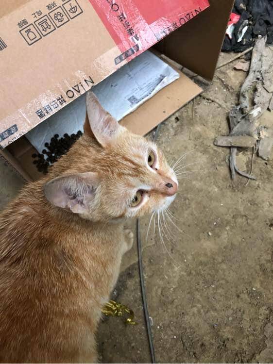 网友发现了一只流浪橘猫，喂它一根火腿肠后，猫咪的反应让人暖心