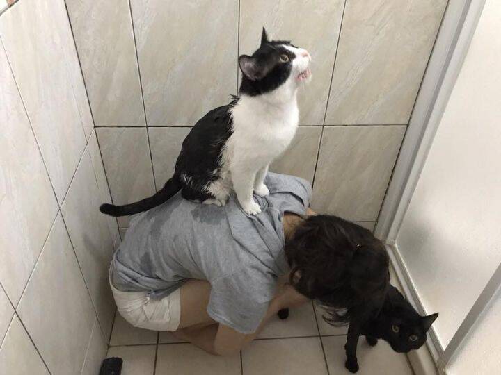 奉劝各位，给猫洗澡一只一只洗就好，要不然....