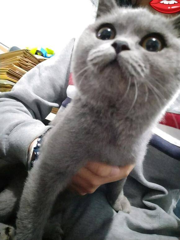 网友捡回一只因皮肤病被遗弃的英短蓝猫，治好它之后觉得捡了个宝