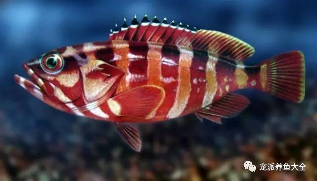 色彩斑斓的海洋美鱼，有的真的存在吗？