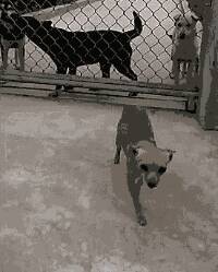 狗狗越狱的方式有很多种，这种还真是第一次见！