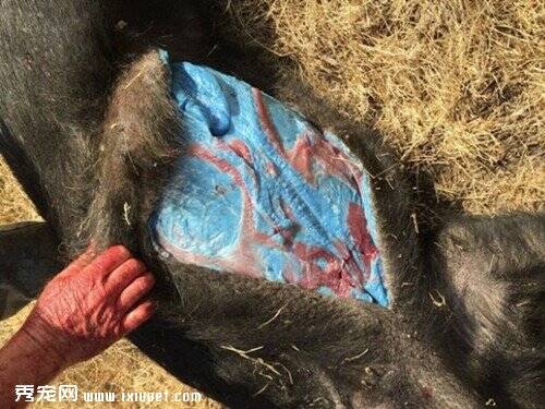 美国夫妇射杀一只野猪 剖开肚子发现组织竟是蓝色（图）