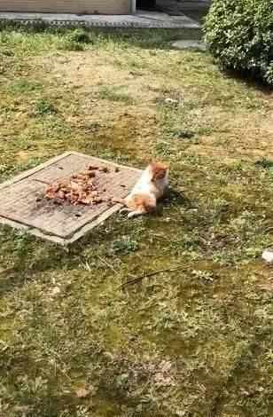 醉死在大堆食物面前的流浪猫，撑的睡觉都要扶着肚子，蠢萌蠢萌的