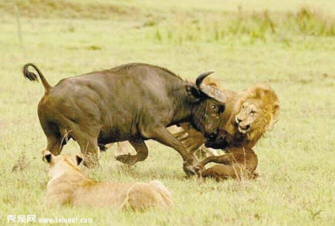 3只狮子杀死小野牛之后 惨遭团结野牛群报复致死