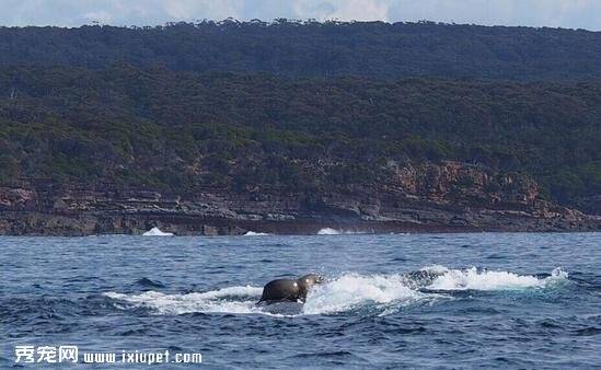 澳洲海豹胆大包天 骑鲸鱼身上玩冲浪
