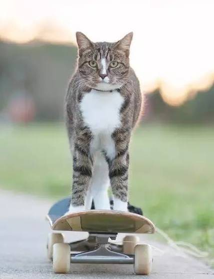这只猫被收养后，就开启了它的开挂人生...