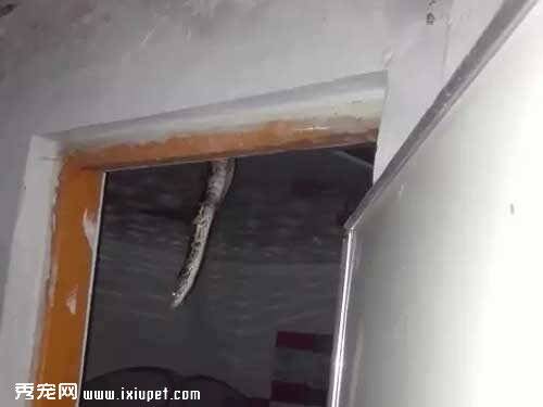 蟒蛇压迫天花板半空悬吊吓坏屋主