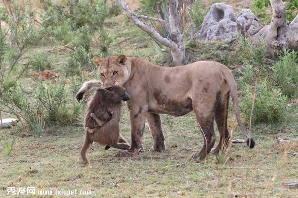 残暴的母狮子看到落单的狒狒宝宝，竟激起了母狮子的母爱天性
