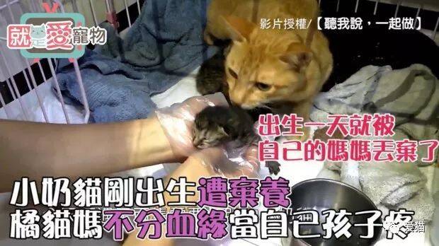 小奶猫刚出生遭遗弃，橘猫妈刚产完照样接纳，不分血缘当自己孩子照顾！