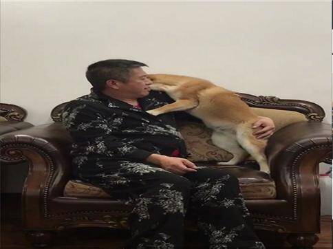 柴犬掉了一颗牙，老爸开导一晚上它才平复，狗狗：谁还不是个宝宝