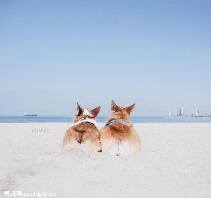 小柯基犬在海边秀美臀写真照片