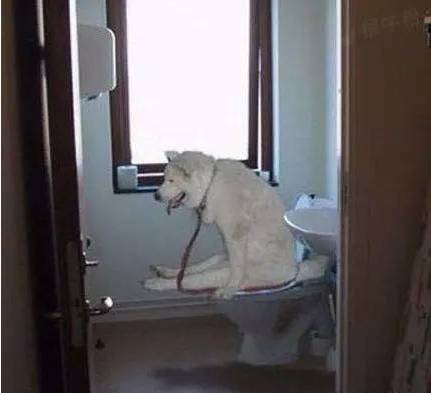 真的不是很懂，狗狗们对卫生间的执着....