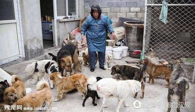 6旬老人收养400条流浪狗，为糊口只能四处捡垃圾，令人感动！