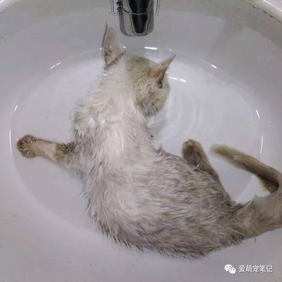 下雨天遇到一只流浪猫，满身泥水脏得像怪物，女子不忍心带回了家