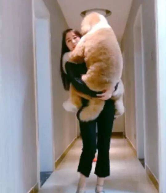 女主人一回家，巨型泰迪直接扑了上来，这动作让她哭笑不得！