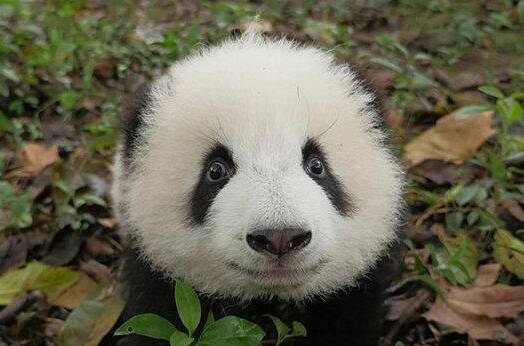 英国动物园考虑将大熊猫送回中国