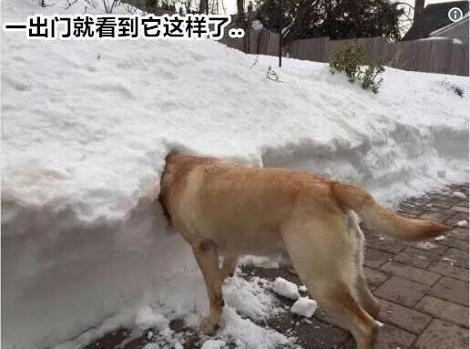 网友po出自家“越看越好笑的柴犬”，每一个都不能更蠢萌！