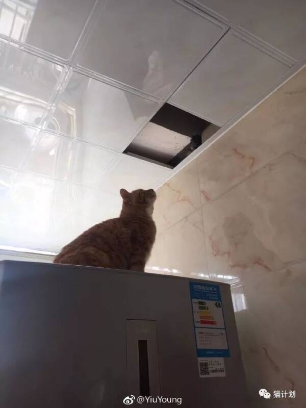 天花板上有老鼠，想让自家大橘进去抓到，没想到天花板报废了…
