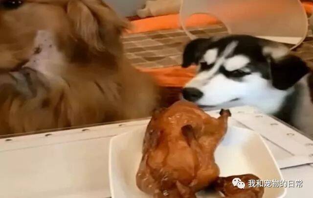 主人买回来一只烤鸭，金毛看着没敢吃，而二哈就是直接上口了！